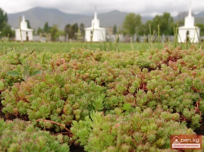 Кыргызстандын өсімдүк дүйнөсү