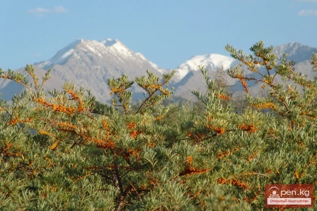 The Plant World of Kyrgyzstan