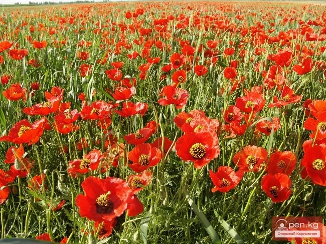 Кыргызстандын өсімдүк дүйнөсү