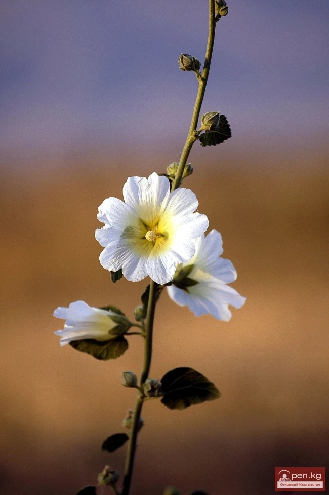 Кыргызстандын өсімдүк дүйнөсү