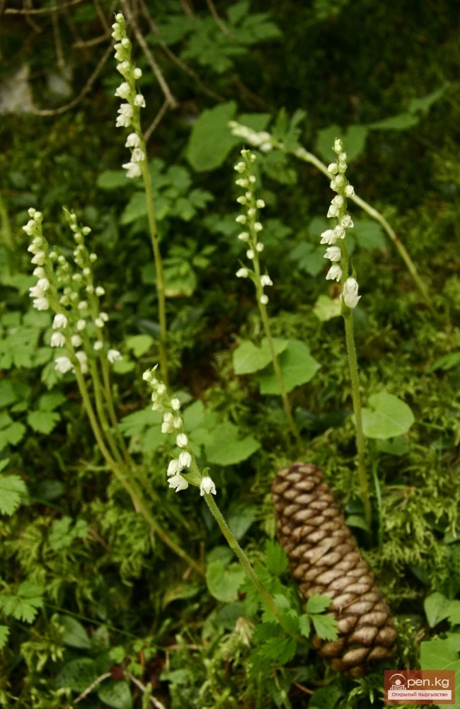 Кыргызстандын өсімдүк дүйнөсү