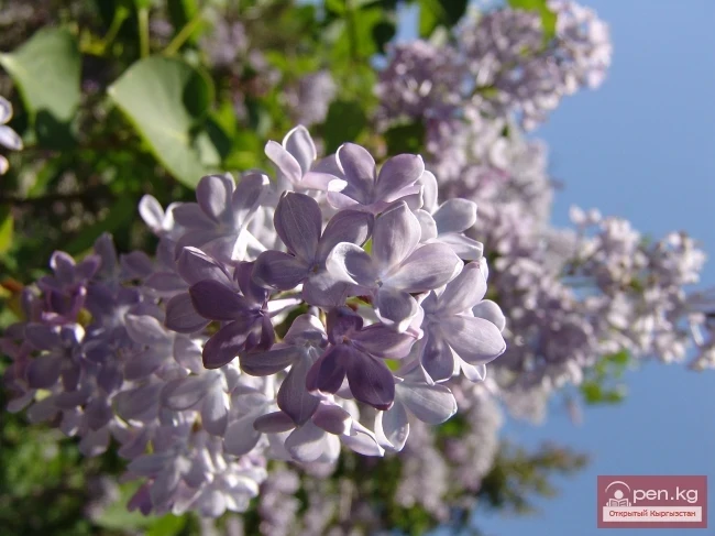 Кыргызстандын өсімдүк дүйнөсү