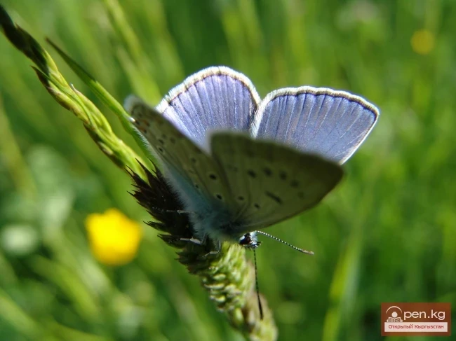 Кыргызстандын өсімдүк дүйнөсү