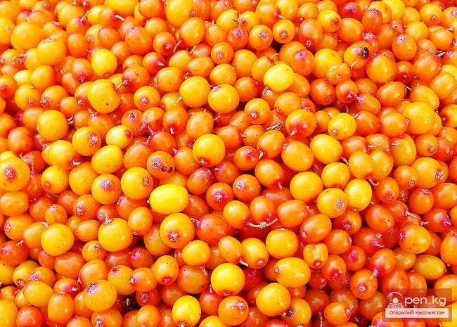 Кыргызстандын өсімдүк дүйнөсү