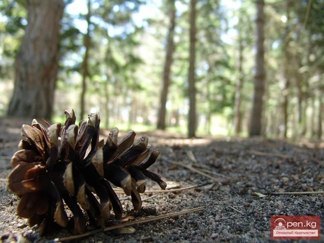 Кыргызстандын өсімдүк дүйнөсү