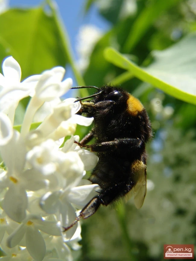 Кыргызстандын өсімдүк дүйнөсү