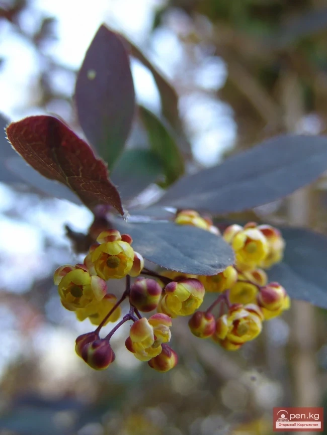 Кыргызстандын өсімдүк дүйнөсү