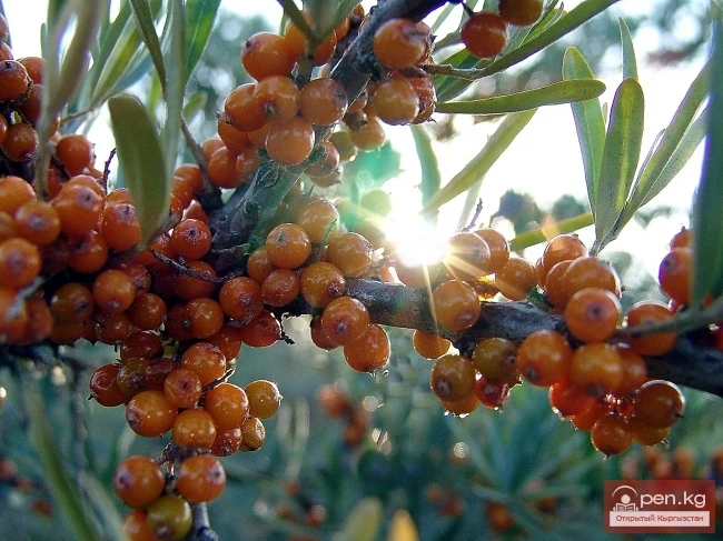 Кыргызстандын өсімдүк дүйнөсү