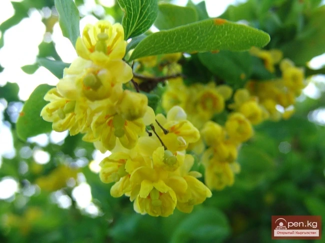 Кыргызстандын өсімдүк дүйнөсү