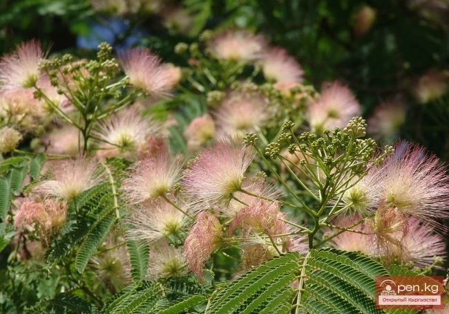 Кыргызстандын өсімдүк дүйнөсү