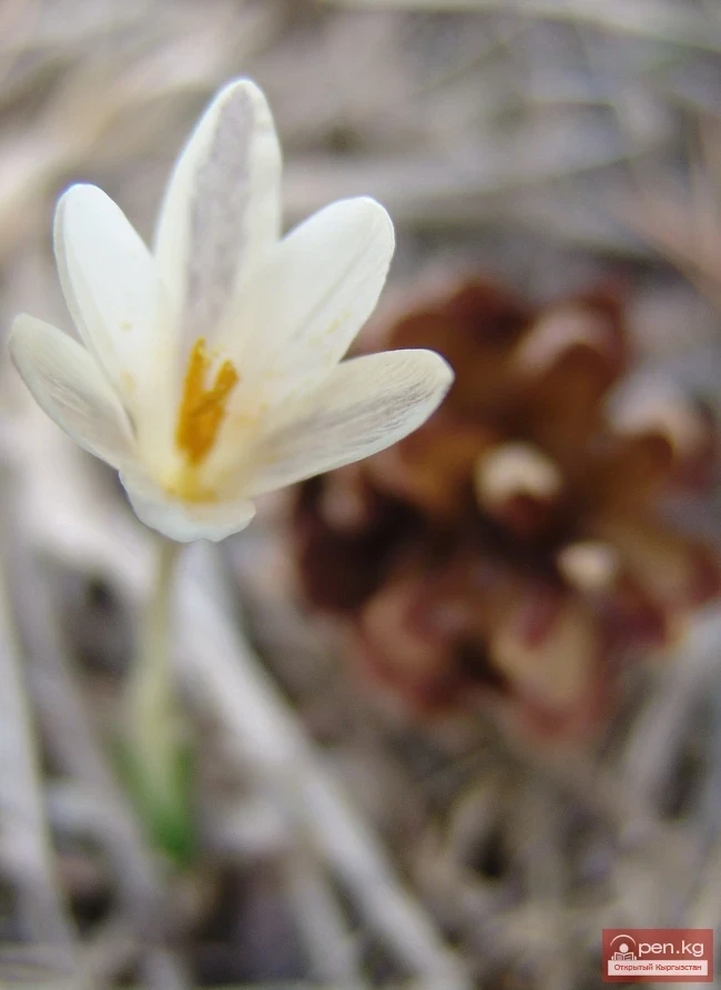 Кыргызстандын өсімдүк дүйнөсү