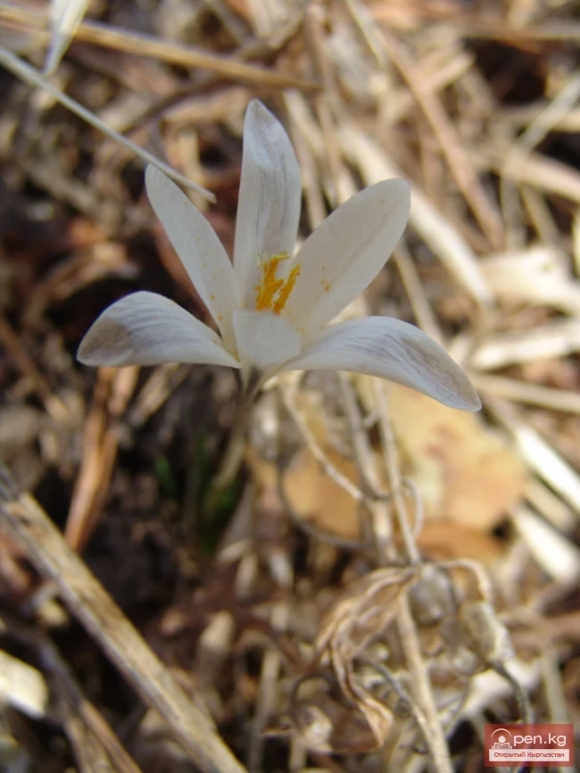 Кыргызстандын өсімдүк дүйнөсү