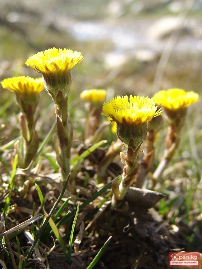 Кыргызстандын өсімдүк дүйнөсү