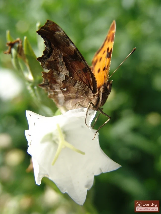 Кыргызстандын өсімдүк дүйнөсү