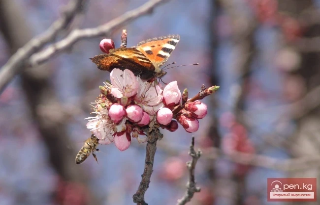 Кыргызстандын өсімдүк дүйнөсү