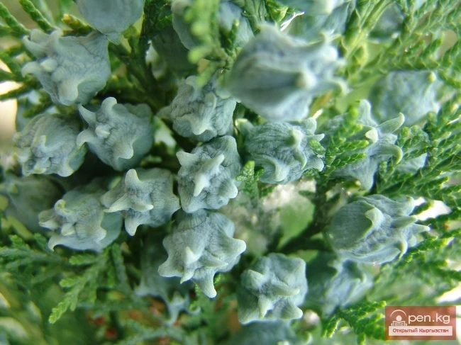 Кыргызстандын өсімдүк дүйнөсү