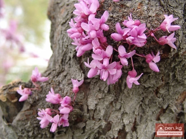 Кыргызстандын өсімдүк дүйнөсү