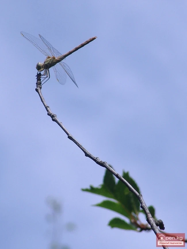 Кыргызстандын өсімдүк дүйнөсү