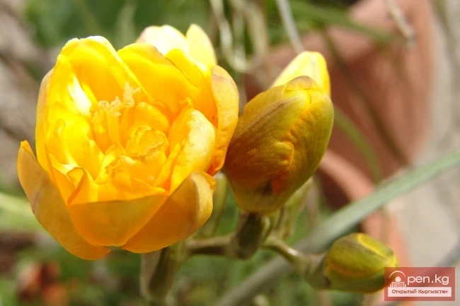 Кыргызстандын өсімдүк дүйнөсү