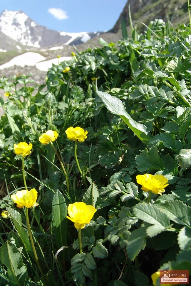 Кыргызстандын өсімдүк дүйнөсү