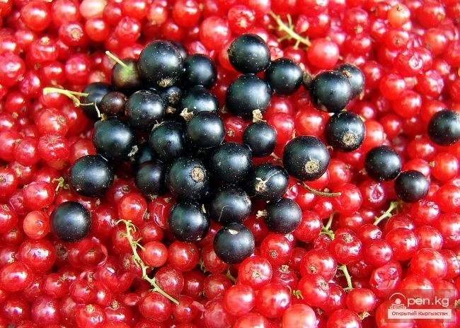 Кыргызстандын өсімдүк дүйнөсү