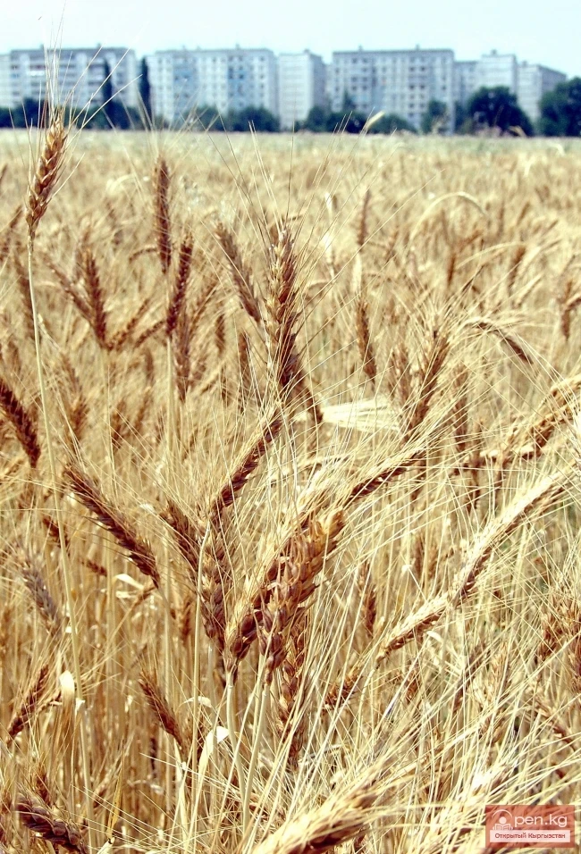 Кыргызстандын өсімдүк дүйнөсү