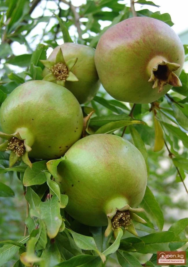 Кыргызстандын өсімдүк дүйнөсү