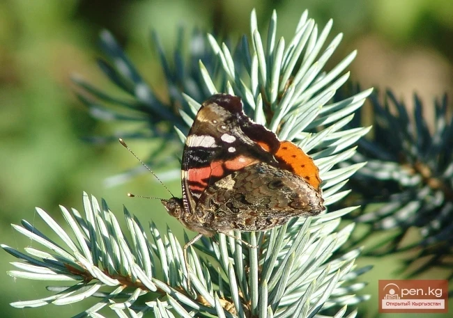 Кыргызстандын өсімдүк дүйнөсү