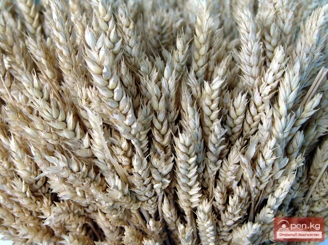 Кыргызстандын өсімдүк дүйнөсү