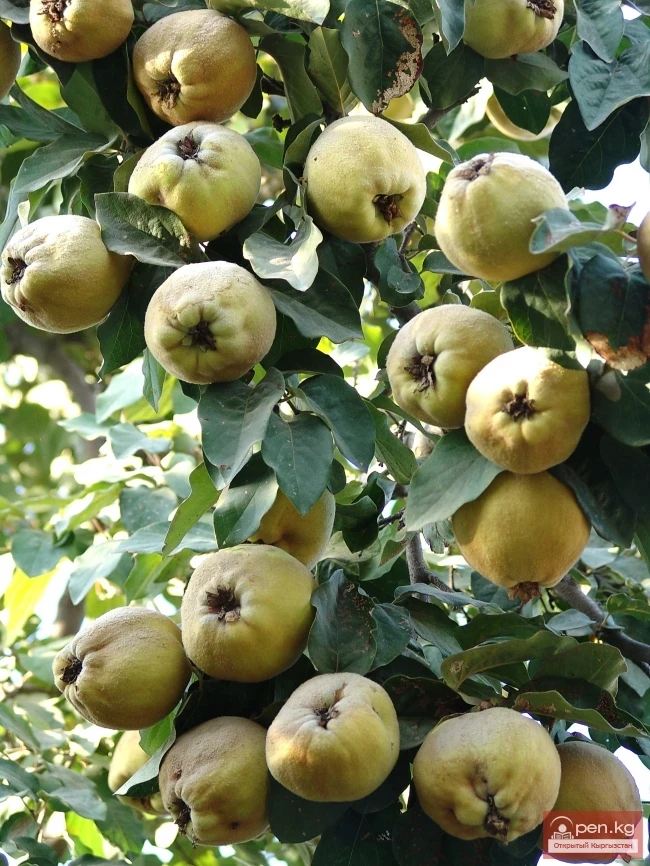 Кыргызстандын өсімдүк дүйнөсү