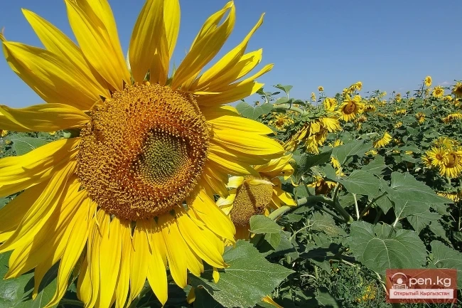 Кыргызстандын өсімдүк дүйнөсү