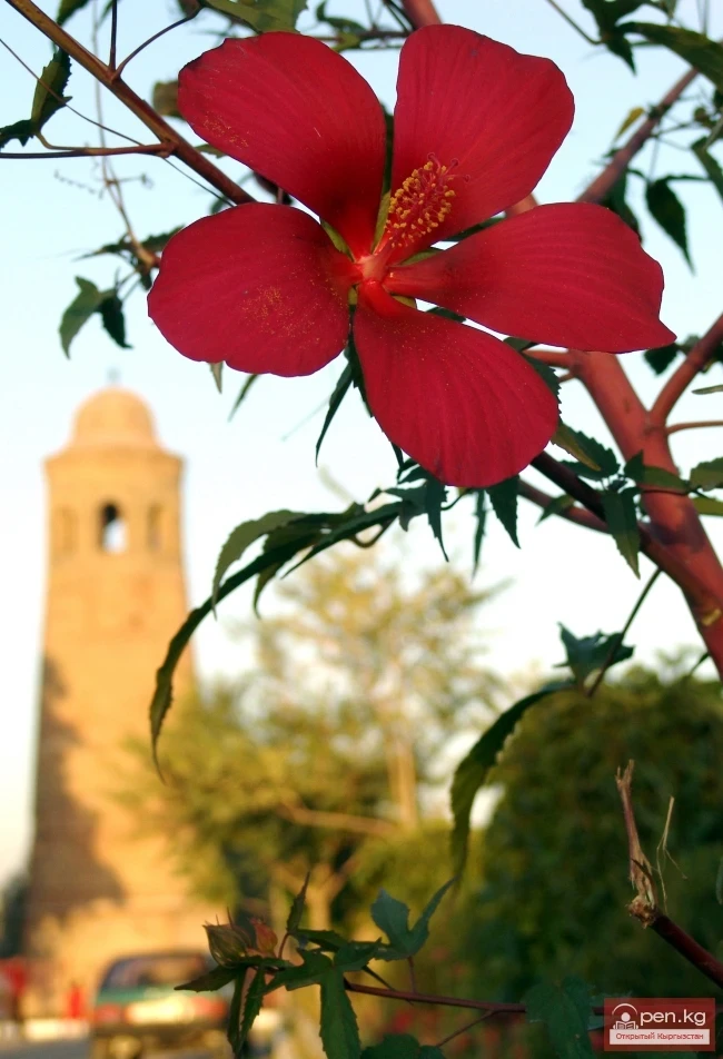 Кыргызстандын өсімдүк дүйнөсү