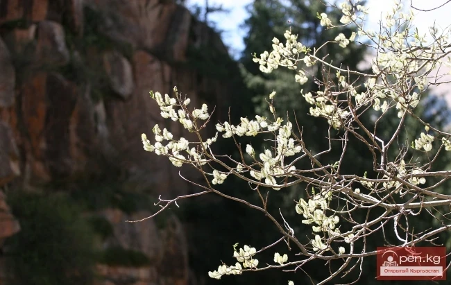 Кыргызстандын өсімдүк дүйнөсү