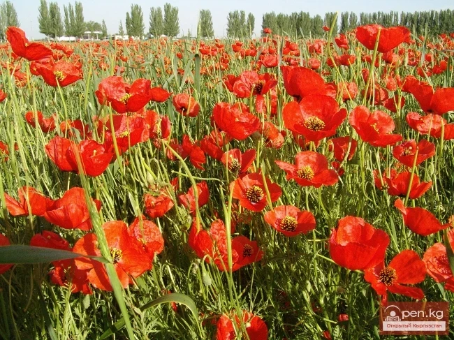 Кыргызстандын өсімдүк дүйнөсү