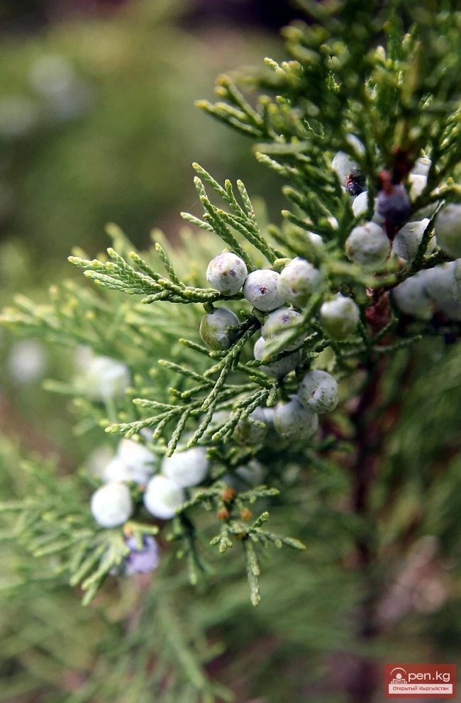 Кыргызстандын өсімдүк дүйнөсү