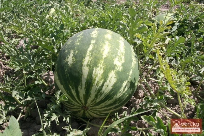 Кыргызстандын өсімдүк дүйнөсү