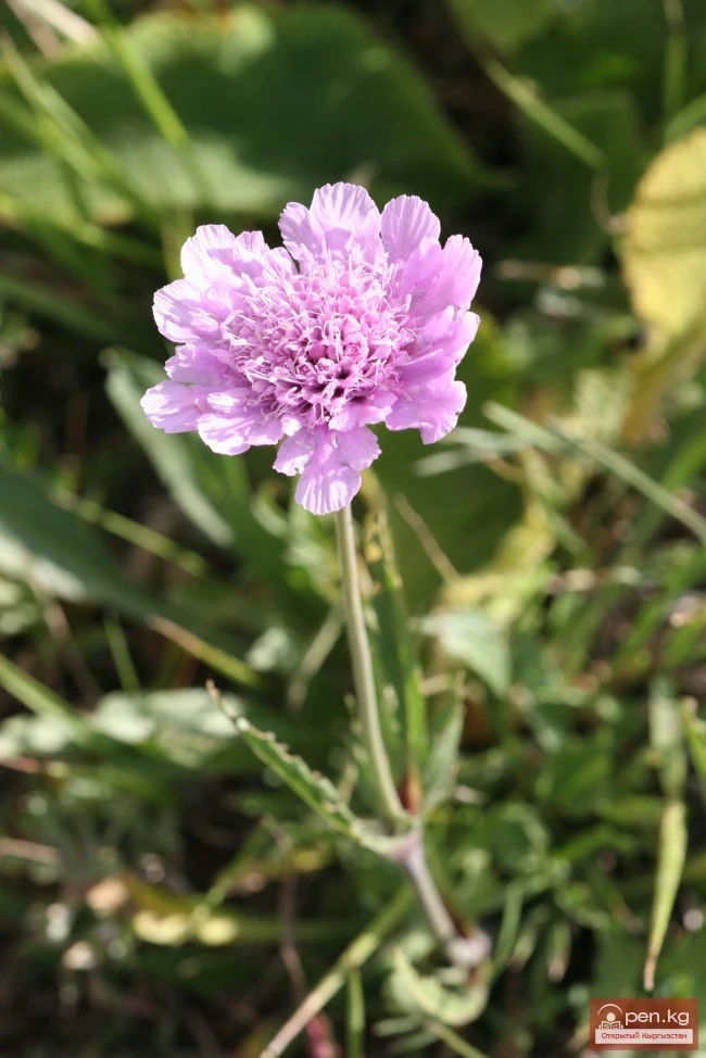 Кыргызстандын өсімдүк дүйнөсү