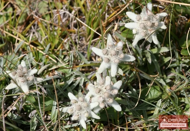 Кыргызстандын өсімдүк дүйнөсү