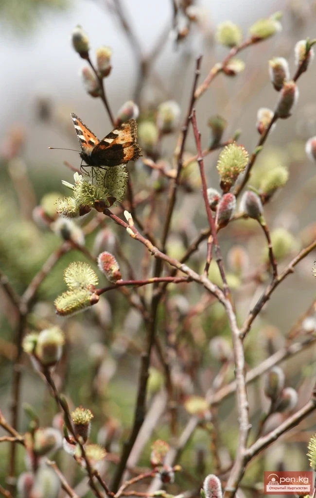 Кыргызстандын өсімдүк дүйнөсү