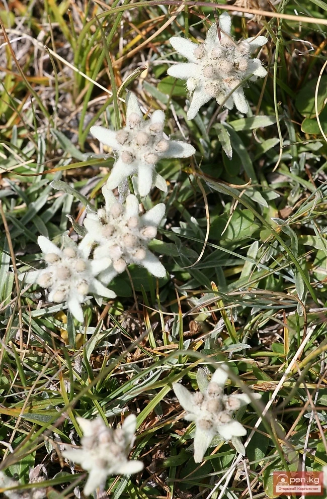 Кыргызстандын өсімдүк дүйнөсү