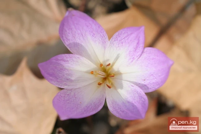 Кыргызстандын өсімдүк дүйнөсү