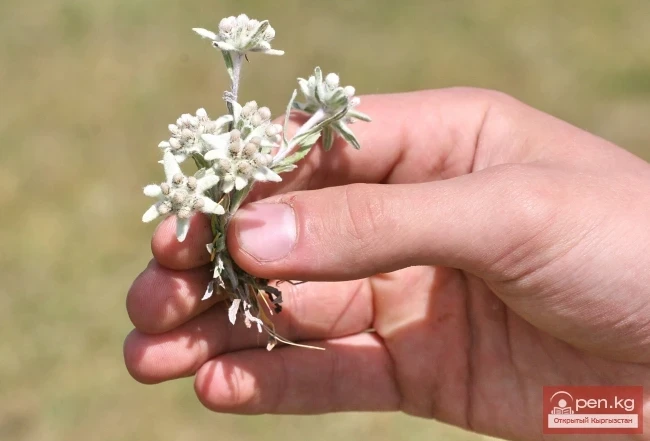 Кыргызстандын өсімдүк дүйнөсү