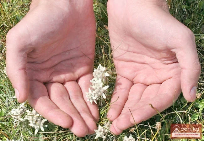 Кыргызстандын өсімдүк дүйнөсү