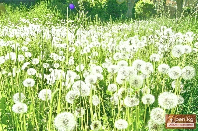 Кыргызстандын өсімдүк дүйнөсү