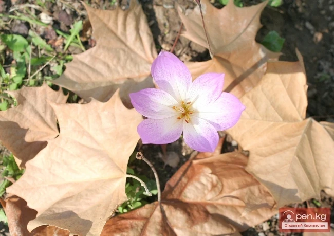 Кыргызстандын өсімдүк дүйнөсү