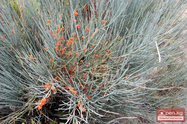 Кыргызстандын өсімдүк дүйнөсү