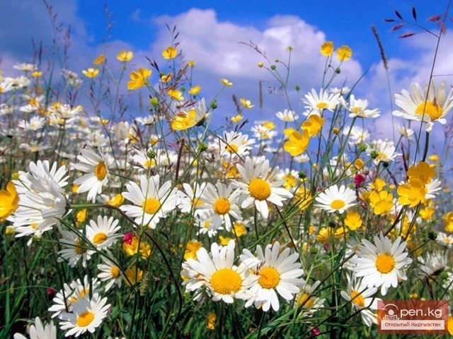 Кыргызстандын дары өсүмдүктөрү