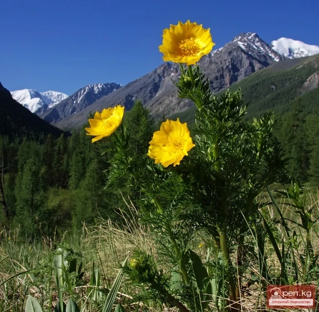 Чүй облусунун өсүмдүктөрү