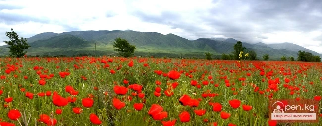 Vegetation of Chuy Region