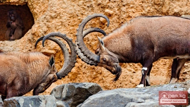 Fauna of the Chui Valley